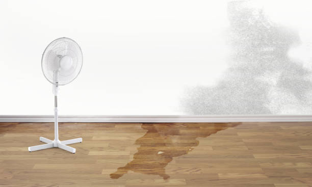 Best Water damage contractors near me  in Royal Hawaiian Estates, HI